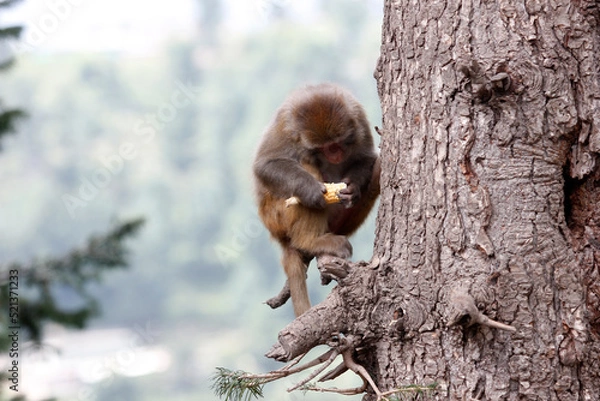 Obraz Monkey having food