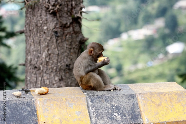 Obraz baboon sitting on Road