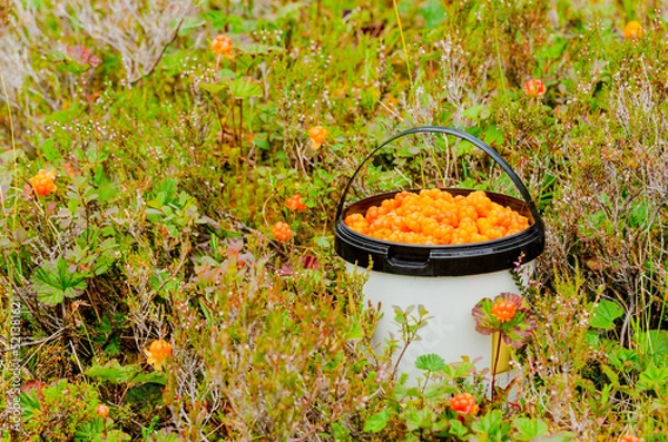 Fototapeta Cloud berries on a marsh in Norway with a full bucket