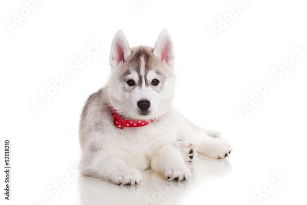 Fototapeta newborn puppy