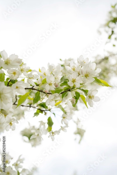 Fototapeta Blooming white flowers on a tree on a sunny day