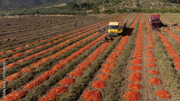 Obraz Aerial image of trucks loaded with Fresh harvested ripe Red Tomatoes. High quality photo