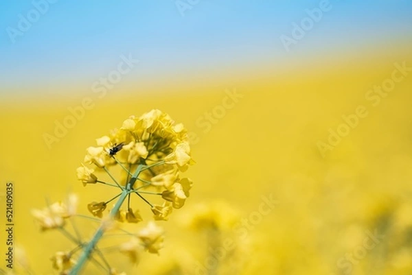 Obraz Rapeseed flowers with blurry background