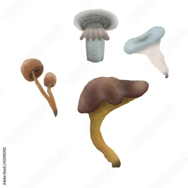 Obraz separated mushrooms handdrawn realistic