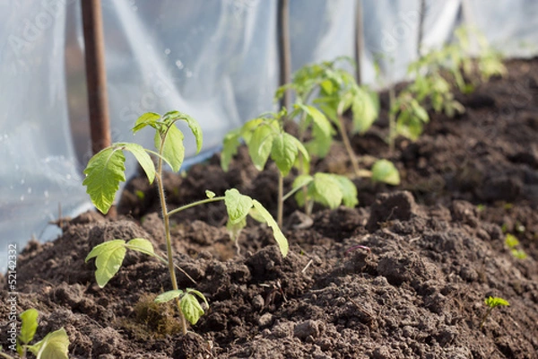 Fototapeta Помидоры в теплице