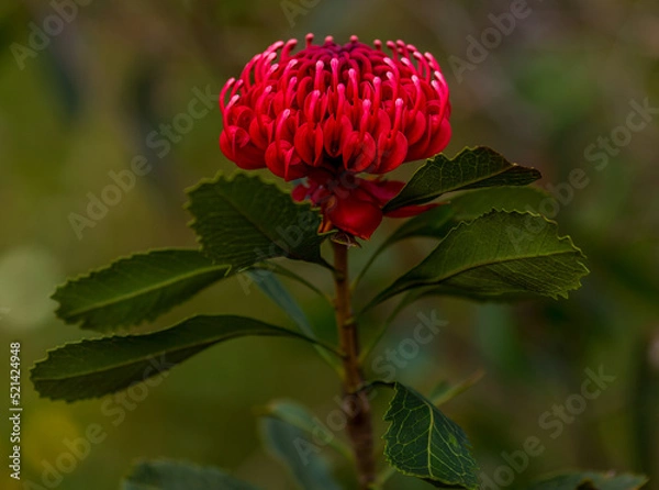 Obraz NSW Waratah