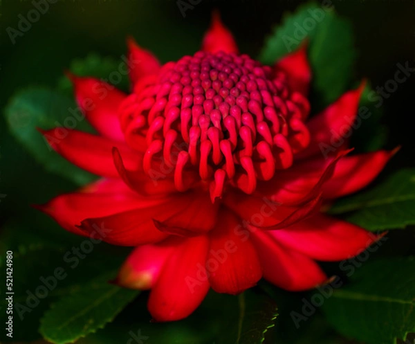 Obraz NSW Waratah