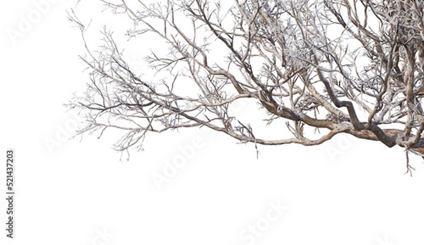 Fototapeta Trees and mountains in winter on a white background with clipping paths.