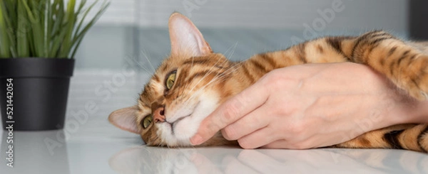 Obraz A womans hand caresses a cat.