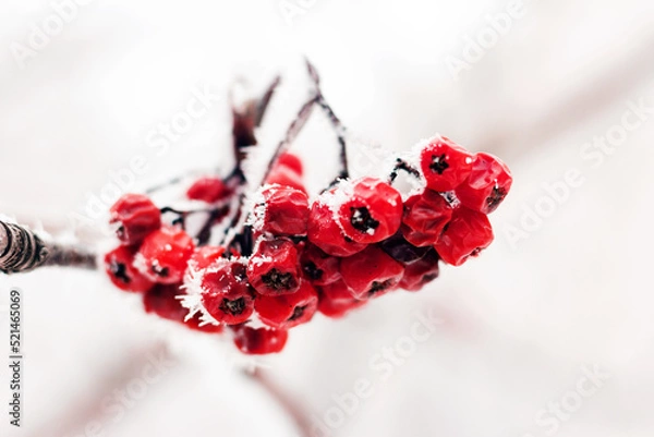 Obraz Rowan berries covered with a thin layer of frost.