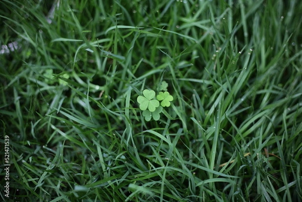 Obraz 세잎클로버