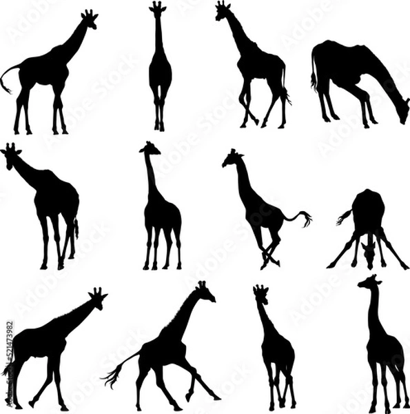 Obraz Set of giraffe silhouette in different poses cartoon animal design flat vector illustration isolated on white background
