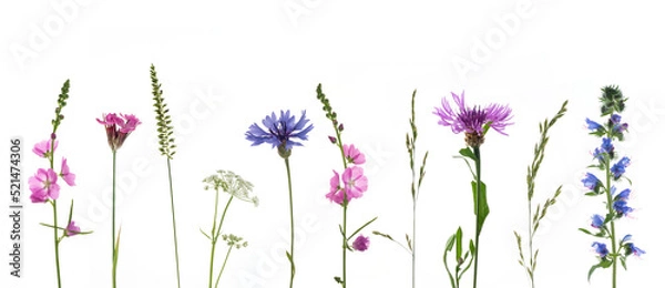 Fototapeta Wiesenblumen mit Gräsern