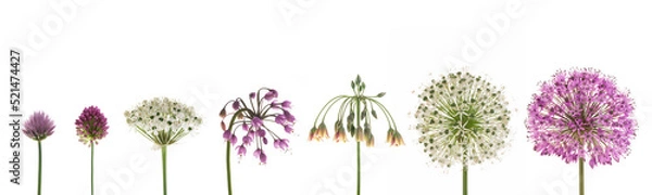 Fototapeta verschiedene Allium-Blüten