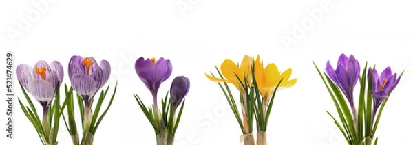 Fototapeta bunte Krokusse