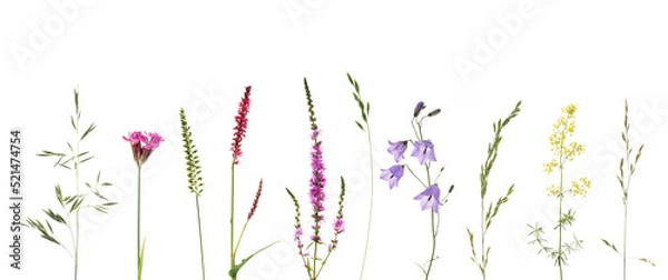 Fototapeta Wiesenblumen mit Gräsern