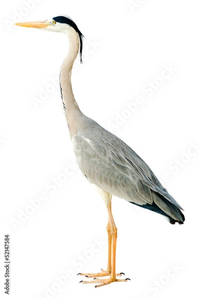 Fototapeta Graureiher