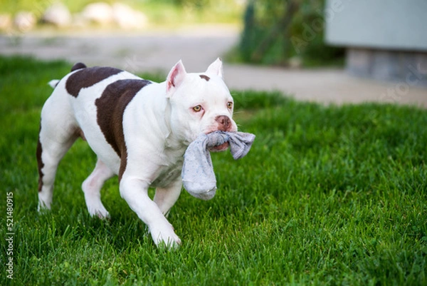 Obraz American Bully puppy dog in move with a sock toy on grass