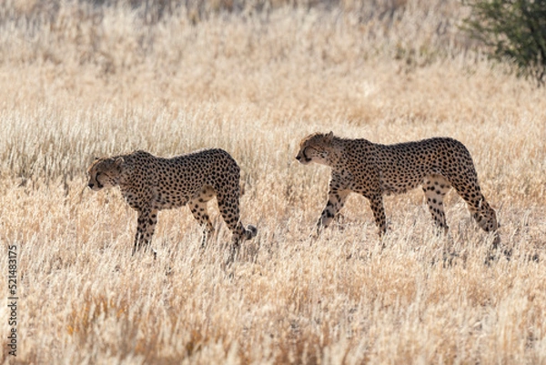 Fototapeta Guépard, cheetah, Acinonyx jubatus, Parc national Kruger, Afrique du Sud