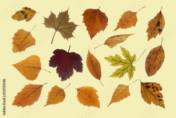 Fototapeta Set of various dry autumn leaves. Isolated on pastel yellow background.