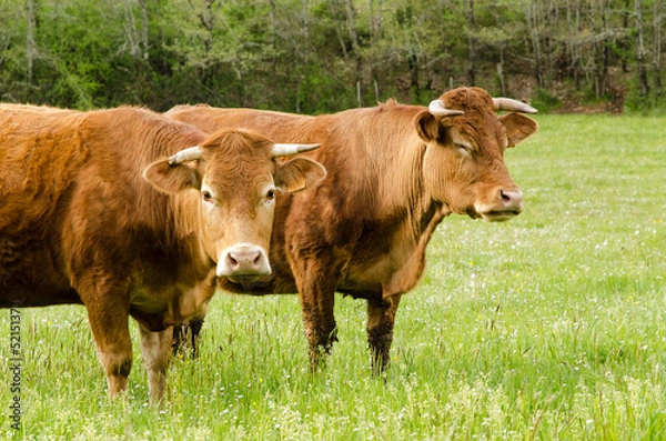 Obraz Vache, troupeau