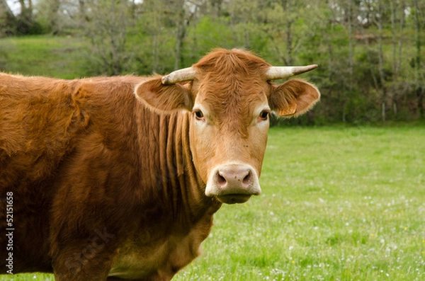 Obraz Vache, portrait