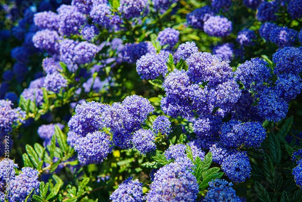 Fototapeta A spray of purple Wild Lilac flowers on a sunny spring day. Image features intentional blur as a result of shallow depth of field, and has copy space.