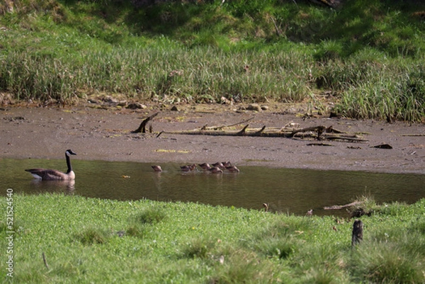Obraz Goose and Snipe Family