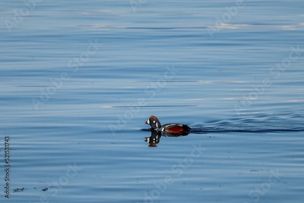 Obraz Harlequin Duck 