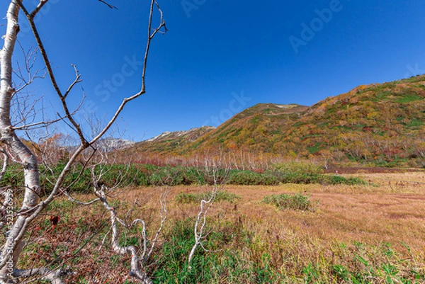 Fototapeta 青空と紅葉