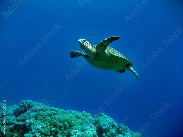 Obraz Carretta Schildkröte