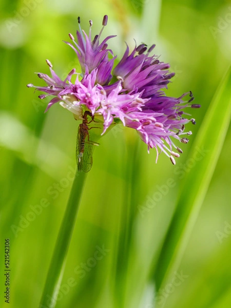 Fototapeta Goldenrod Crab Spider (Misumena vatia) on Swamp Onion (Allium validum) with prey. 2