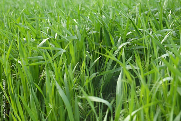 Fototapeta Beautiful agricultural field with ripening cereal crop, closeup