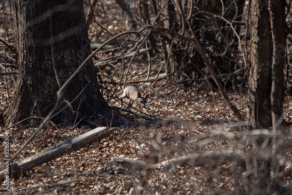Fototapeta Common Raccoon Looking around a Tree