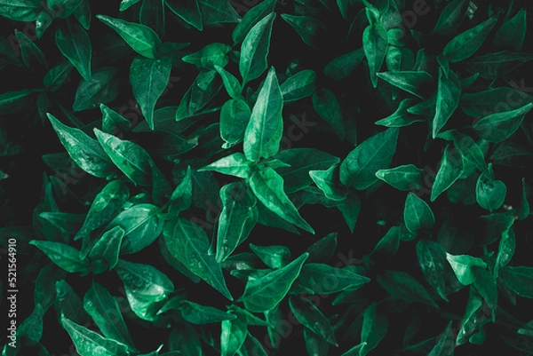 Fototapeta Green leaf with water drop.Green leaf texture,Green leaves pattern background.Natural background and wallpaper.