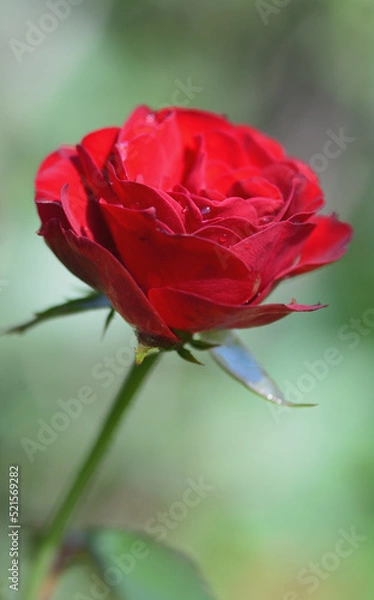 Fototapeta 満開のバラの花