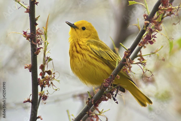 Obraz Yellow Warbler