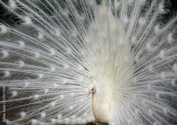 Obraz 純白の白孔雀