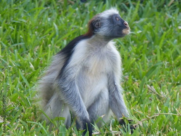Obraz Monkey in Zanzibar