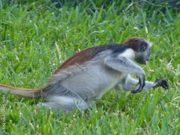 Obraz Monkey in Zanzibar