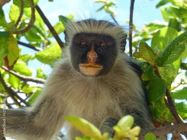 Obraz Monkey in Zanzibar