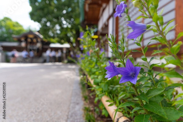 Fototapeta 夏の京都の神社に咲く桔梗