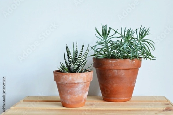 Fototapeta Succulents senecio blue and haworthia fasciata in rustic terracotta pots on wooden desk