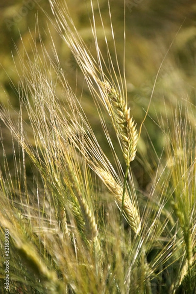 Fototapeta ビール大麦