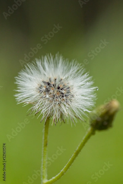 Obraz dandelion head