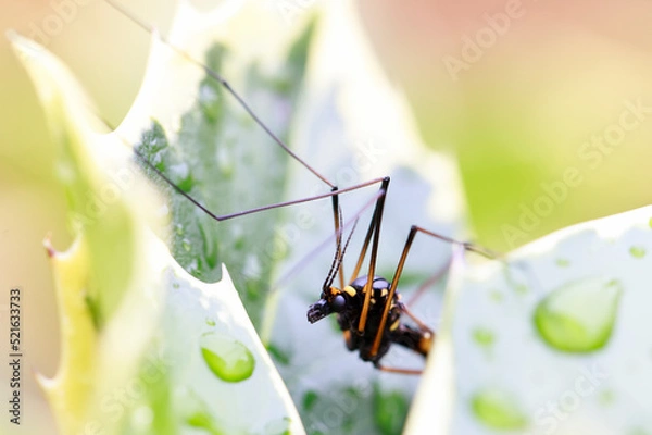 Obraz Insecton a green leaf