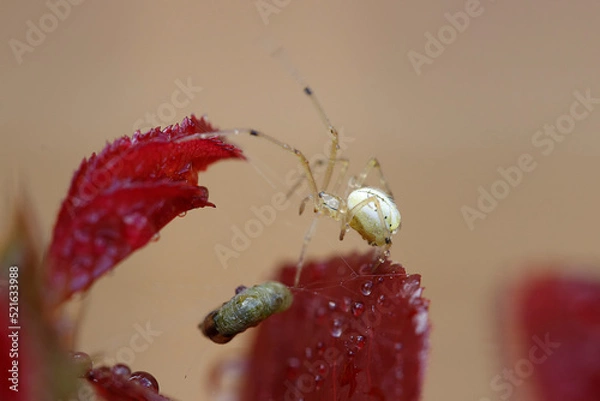Obraz Green spider on a red leaf