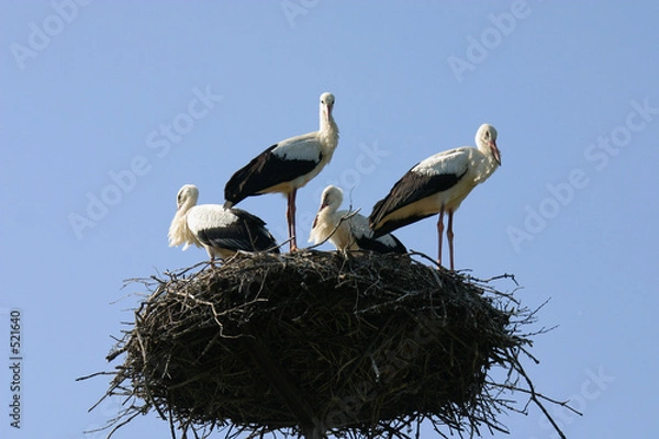 Obraz die storchenfamilie