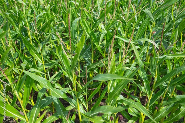 Obraz Corn Maize field close up seamless full frame