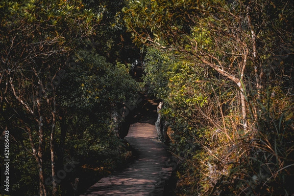 Obraz pathway in forest
